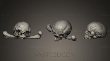 Anatomy of skeletons and skulls (ANTM_0039) 3D model for CNC machine